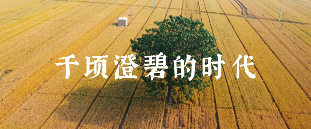 老家河南網(wǎng)-影片《千頃澄碧的時(shí)代》定檔 聚焦蘭考講述扶貧故事